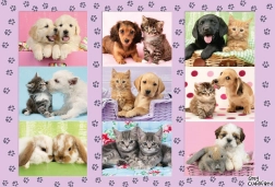 Schmidt Puzzle My Animal Friends 100 Pieces