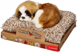 Barking mini St. Bernard on a bed