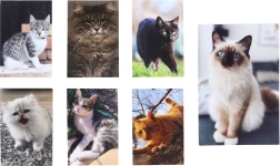 Kočka Malý Notýsek 40 Listů