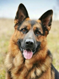 Diamantmaling Schæferhund 30x40 cm