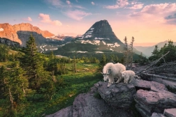 Ravensburger puzzle Alpine goats – 3000 pieces