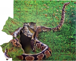 Just Jigsaws Snake Life Cycle Wooden Layered Puzzle