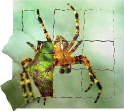 Wooden Layered Puzzle Spider and Its Life Cycle