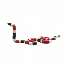 Realistic Coral Snake Figure