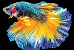 Interdruk puzzle Colorful Nature: Fish 250 pieces