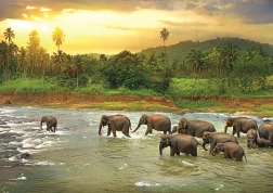 EUROGRAPHICS Puzzle Save Our Planet: Rainforest 1000 pieces