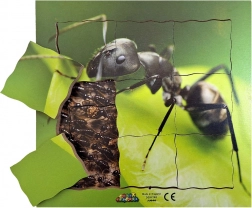 Ant and Its Life Cycle - Wooden Layered Puzzle