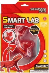 Scientific Anatomy Set – Lizard