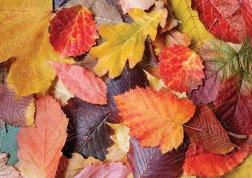 Colorful Leaves Puzzle 1000 Pieces