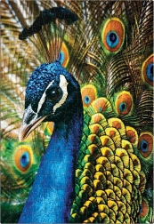 Puzzle Colorful Nature: Peacock 250 pieces