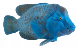 Mojo green wrasse figurine – realistic animal toy