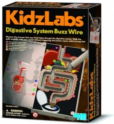 4M Digestive System for Kids