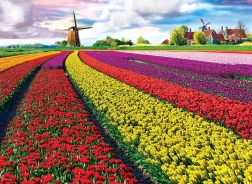EUROGRAPHICS Tulip Field Puzzle – 1000 pieces