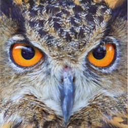 Curiosi square puzzle Q Animal owl 66 pieces