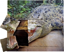 Wooden Layered Puzzle Crocodile - Life Cycle