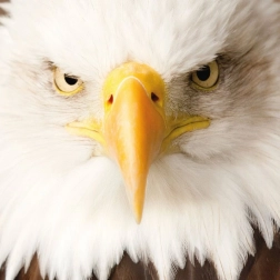 Square Puzzle CURIOSI Q Animal Eagle, 66 pieces