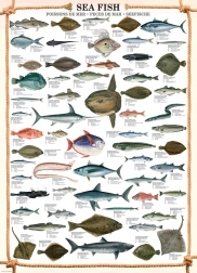 Marine Fish Puzzle