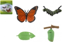 Peacock Butterfly Life Cycle Model