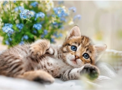 Puzzle RAVENSBURGER Maznavé mačiatko 500 dielikov