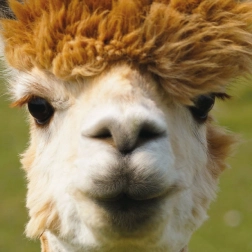 Square Puzzle CURIOSI Q Animal Alpaca 66 Pieces