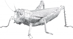 Metal 3D Model – Meadow Grasshopper METAL EARTH