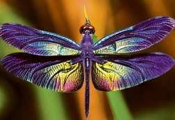 Puzzle Colorful Nature: Dragonfly 250 Pieces