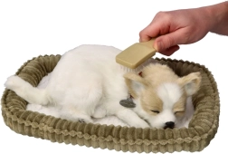 Cucciolo di Chihuahua che russa