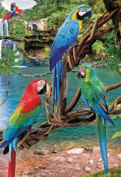 EUROGRAPHICS Parrots Ara XL Puzzle 250 Pieces