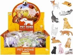 Educational animals – dogs and cats with a card and species name