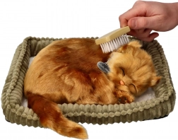 Posvojitveni set mucek turška angora