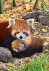 Puzzle Save Our Planet: Red Pandas XL 250 Pieces