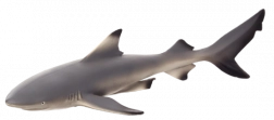 MOJO Blacktip Shark Figurine XL 16 cm