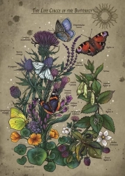 Puzzel Levenscyclus van de Vlinder 1000 stukjes