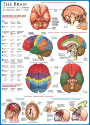 EUROGRAPHICS Puzzle Human Brain 1000 Pieces