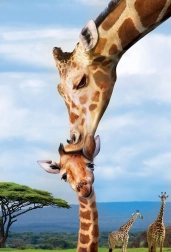 Eurographics Puzzle Save Our Planet: Giraffe XL 250 pezzi