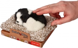 Speča border kolija na ležišču