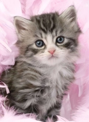 Slagalica Slatko Mačiće 500 dijelova