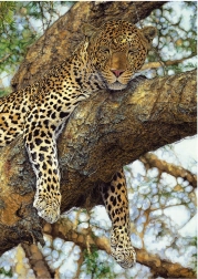 Puzzle Leopard 1000 dielikov