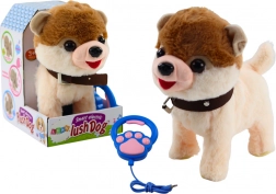 Interactive Puppy on a Leash