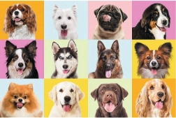 60-Piece Puzzle – Cute Puppies TREFL