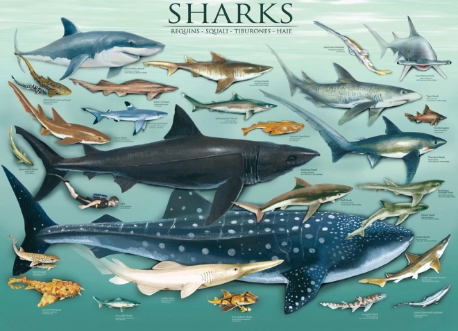 EUROGRAPHICS Sharks Puzzle 1000 pieces