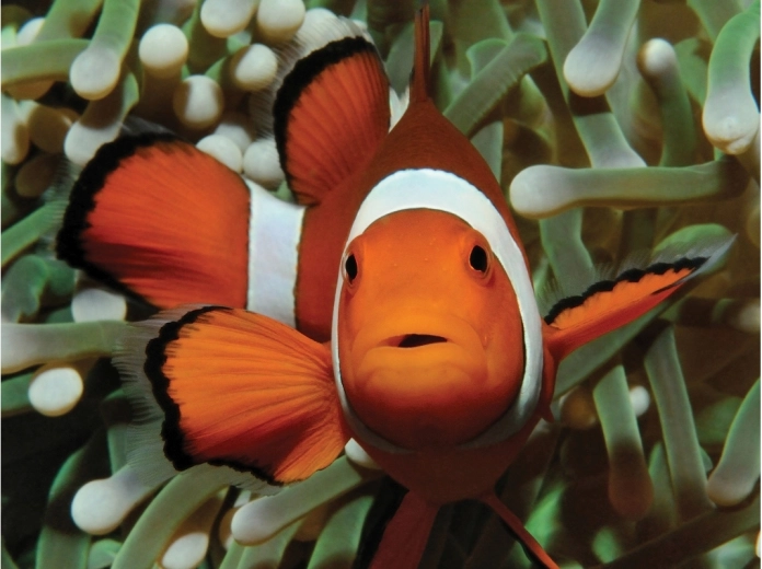 Očarljiv motiv podvodnega sveta