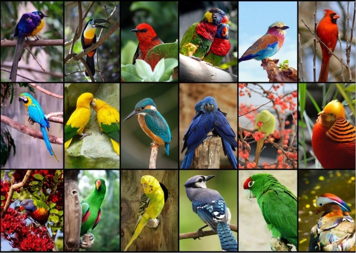 Puzzle The Most Beautiful Birds of the World 1500 Pieces