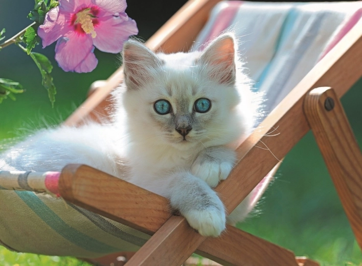 Roztomilý motiv koťátka v letní atmosféře