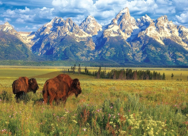 Puzzle Beautiful Grand Teton National Park 1000 Pieces