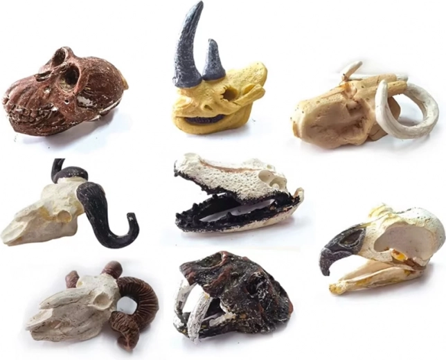 A wide selection of skulls – what surprise will you find?