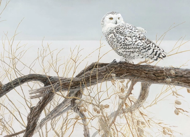 Snowy Owl Puzzle on Fallen Willow 500 Pieces