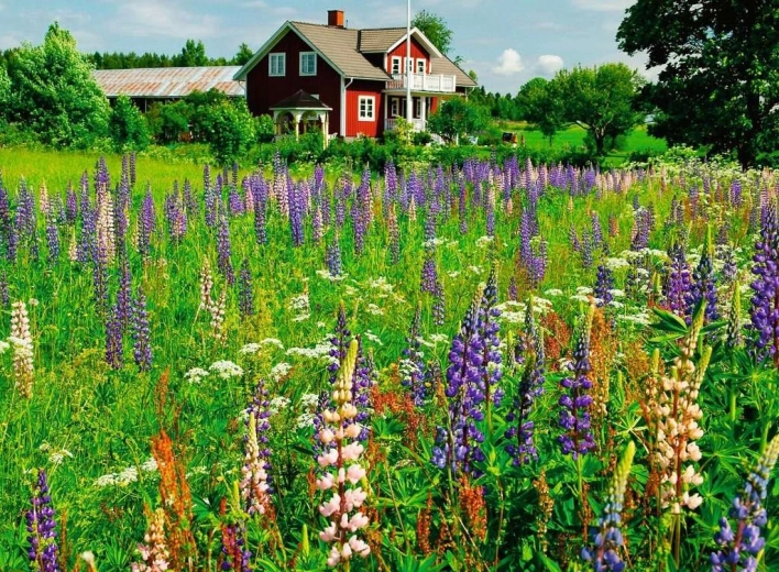 Puzzle 500 Pieces Meadow in Sweden