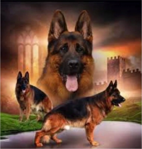 Diamantmalerei – Rudel Deutscher Schäferhunde 30 × 40 cm