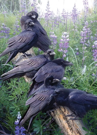 Cobble Hill Puzzle Gathering of Ravens 1000 Pieces